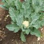 Cauliflower Seeds - Early Snowball Y