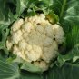 Cauliflower Seeds - Early Snowball Y