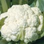 Cauliflower Seeds - Early Snowball Y