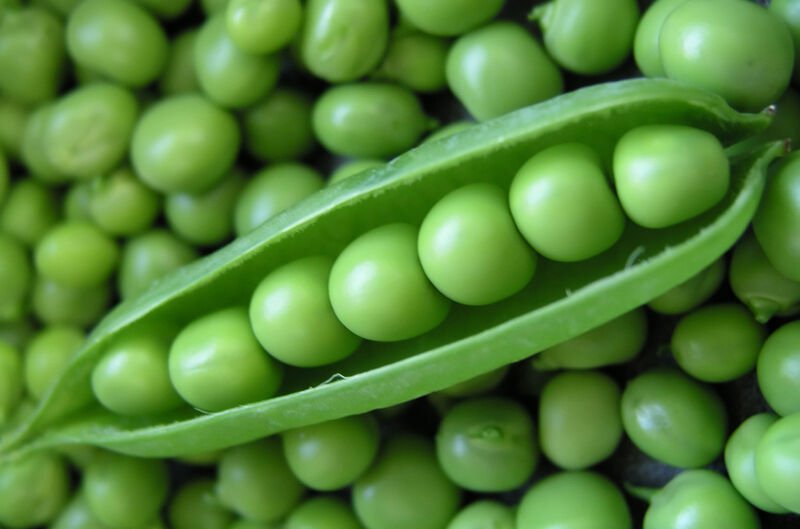 Peas  - Sugar Snap, (Pisum sativum)