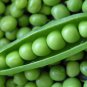 Peas - Sugar Snap, (Pisum sativum)