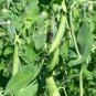 Peas  - Sugar Snap, (Pisum sativum)