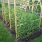 Peas  - Sugar Snap, (Pisum sativum)