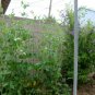 Peas  - Sugar Snap, (Pisum sativum)