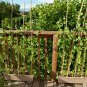 Peas  - Sugar Snap, (Pisum sativum)