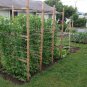 Peas  - Sugar Snap, (Pisum sativum)