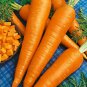 Carrot Seeds - Danvers 126