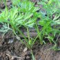 Carrot Seeds - Danvers 126