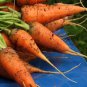 Carrot Seeds - Danvers 126