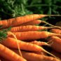 Carrot Seeds - Danvers 126