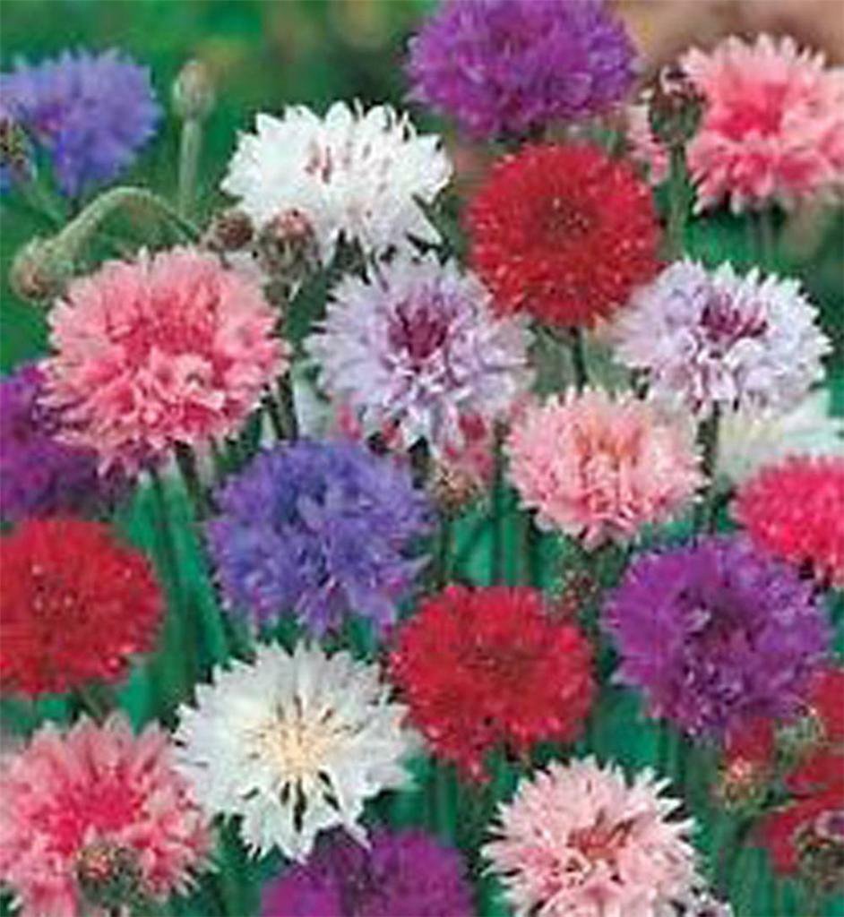 WsiniBachelor Button Tall Mix 50 seeds