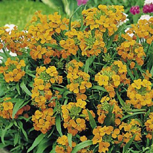 WsiniSiberian Wallflower 100+ Seeds
