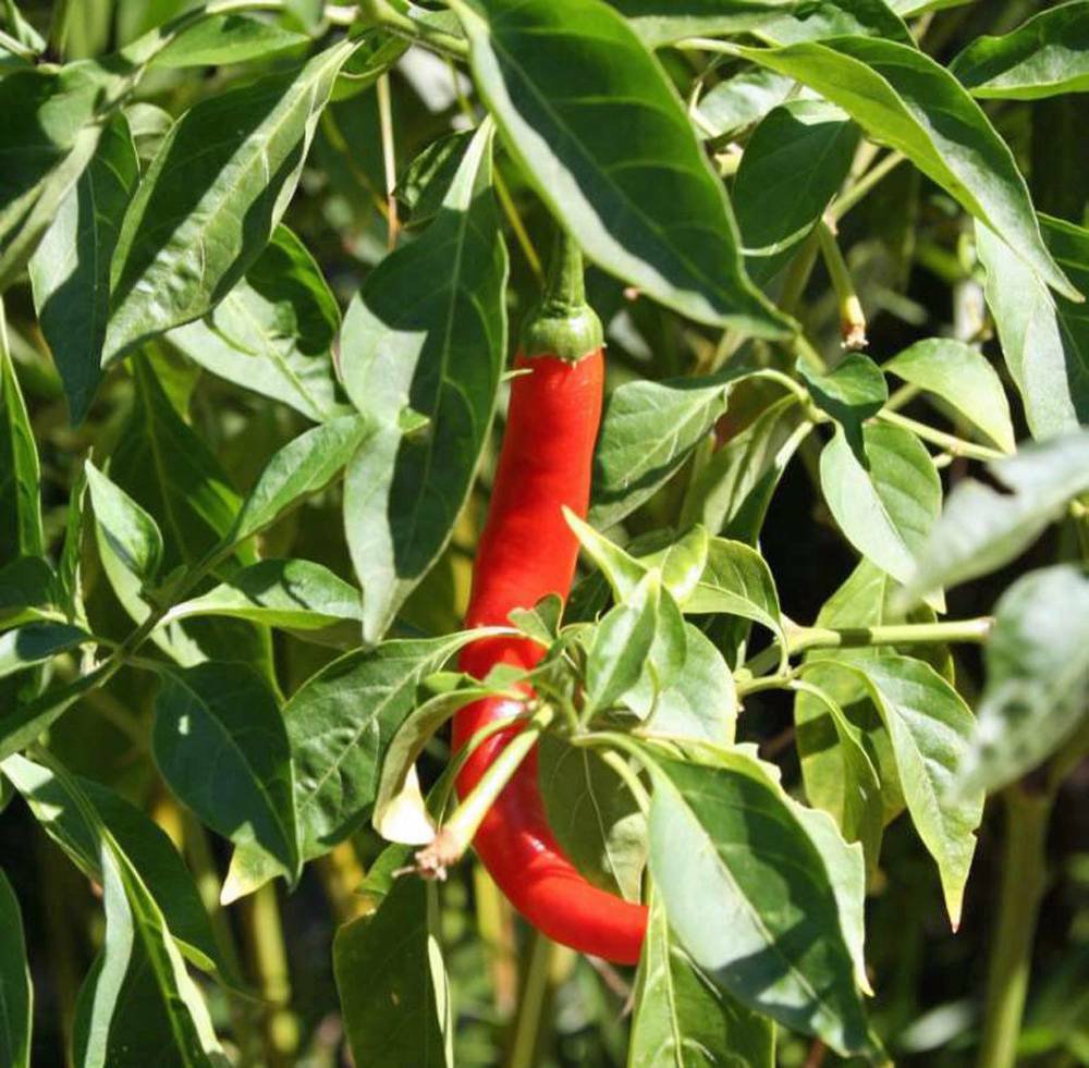 WsiniPepper Chille Cayenne 20+ Seeds
