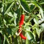 WsiniPepper Chille Cayenne 20+ Seeds