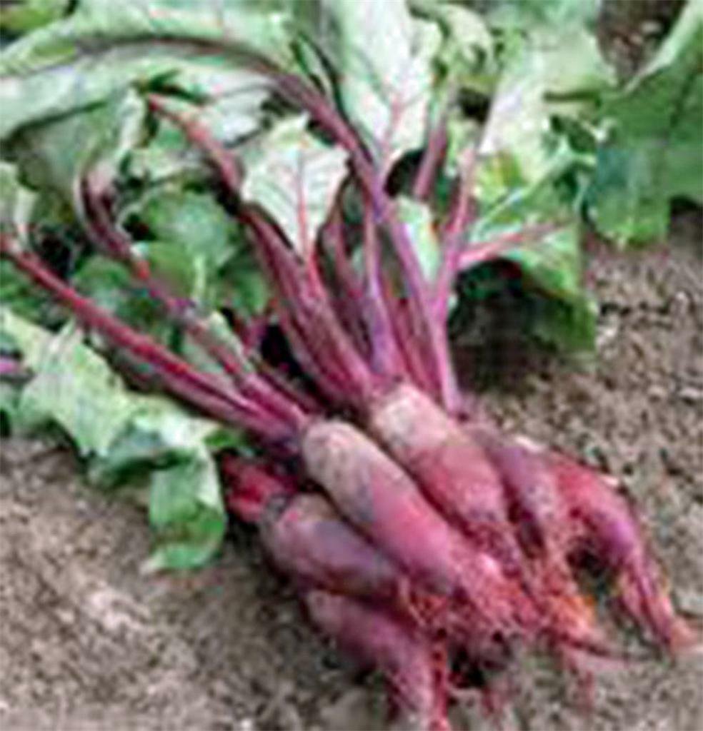 Wsini Cylindrical Shaped Beet 25+ Seeds