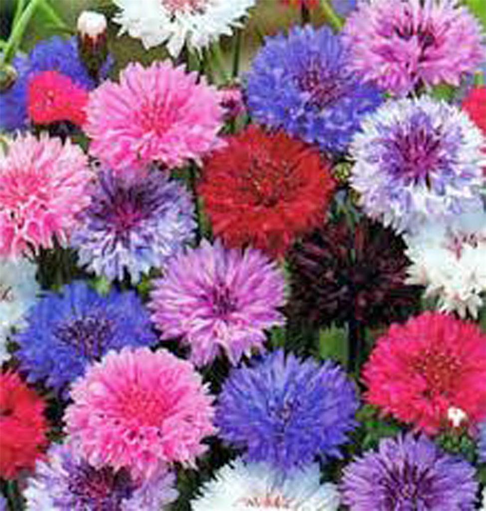 WsiniBachelor Button Dwarf Polka Dot Mix Seeds 50 seeds