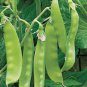 WsiniPea Perfect Peas Sugar Daddy 20+ Seeds