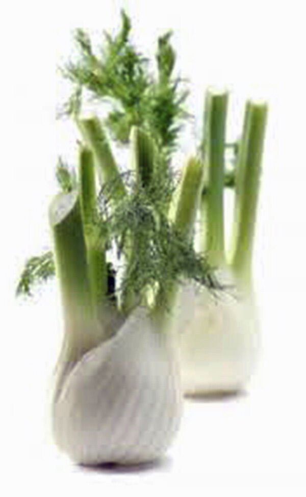 WsiniFennel Florence 25+ Seedas