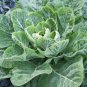 WsiniCollard Greens Morris 50+ Seeds