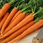WsiniCarrot Tendersweet 200 Seeds