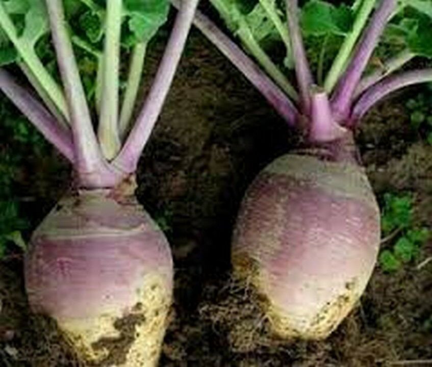 WsiniRutabaga  Laurentain  200 Seeds