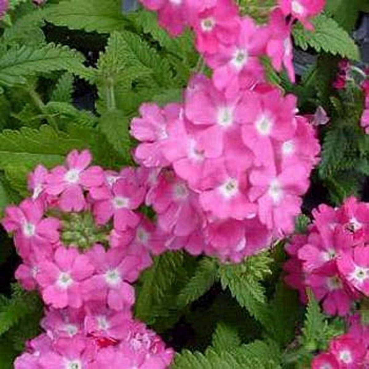 WsiniVerbena  Nana Compacta  Rose  50 Seeds