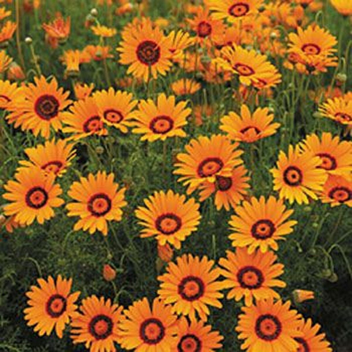 WsiniUrsinia Anthemoides  50 Seeds