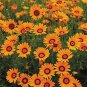 WsiniUrsinia Anthemoides 50 Seeds