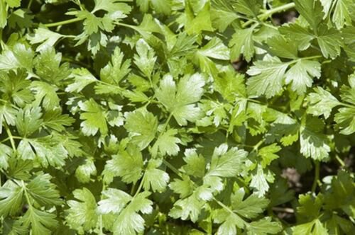 WsiniArugula Eruca Sativa   100 seeds