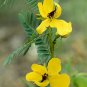 WsiniPartridge Pea Cassia Fascuculata 50 Seeds