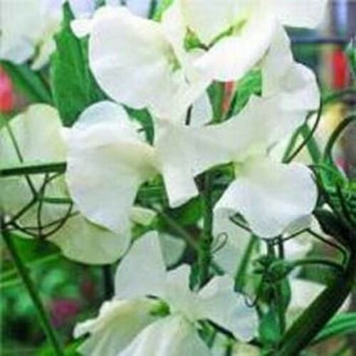 WsiniSweet Pea  Royal White  Lathyrus Odoratus   15 Seeds