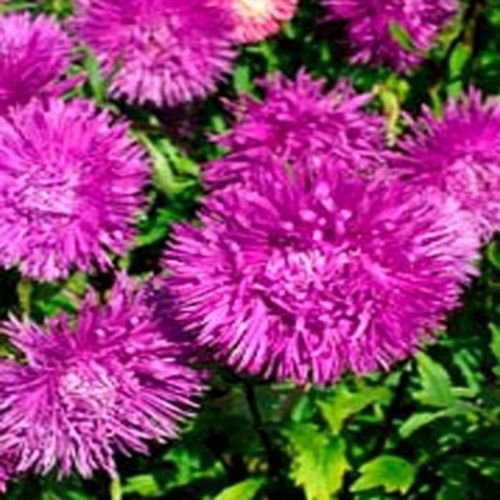 WsiniAster Callistephus Tall Needle Unicom   Violet  50 Seeds