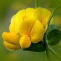 WsiniBird's Foot Trefoil 00 Seeds