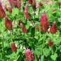 WsiniCrimson Clover Dixie Trifolium Incarnatum 150 Seeds