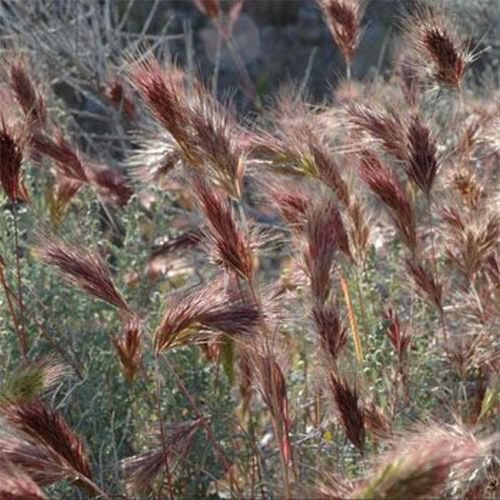 WsiniBrome  Red Bromus rubens   25 Seeds