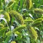 WsiniSetaria Macrocheaeta Italica 100 Seeds