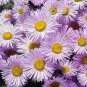WsiniErigeron Speciosus Pink Jewel 100 Seeds