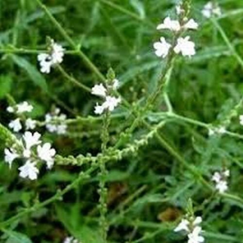 WsiniVerbena  Common Officinalis  50 Seeds