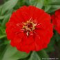 WsiniZinnia  Elegans  Yoga Scarlet  100 Seeds