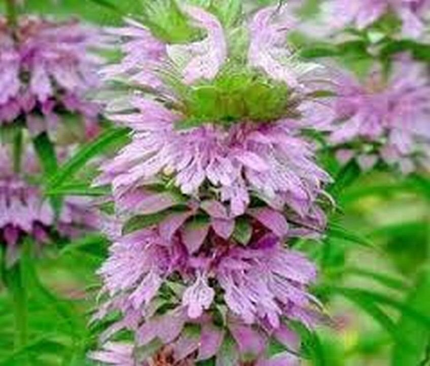 WsiniLemon Mint  100 Seeds