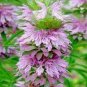 WsiniLemon Mint  100 Seeds