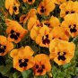 WsiniPansy  Viola x Wittrockiana Swiss Giant Flame   50 Seeds