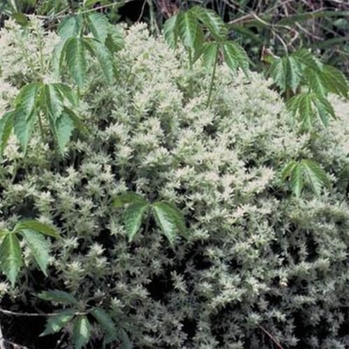 WsiniSedum   Glauchophyllum   50 Seeds