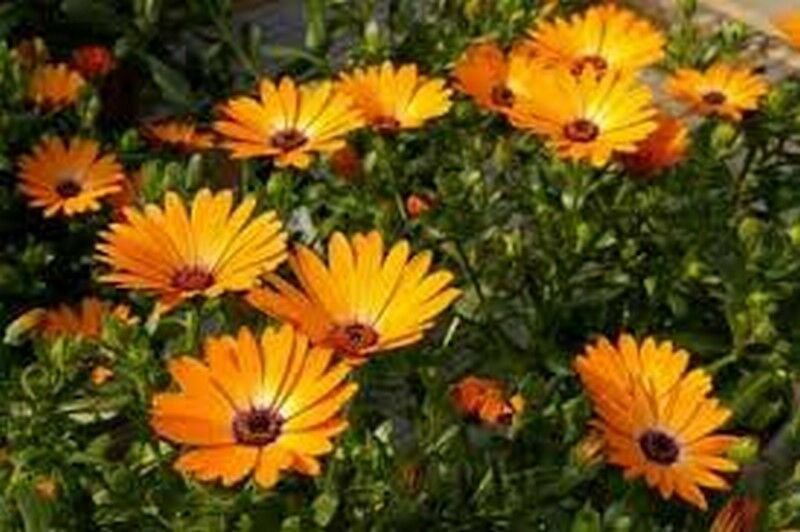 WsiniAfrican Daisy  Dimorphotheca Aurantiaca   Orange  50 seeds