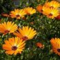 WsiniAfrican Daisy Dimorphotheca Aurantiaca Orange 50 seeds
