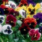 WsiniPansy Viola Tricolor Maxima F2 St. Ravel Mix 50 Seeds