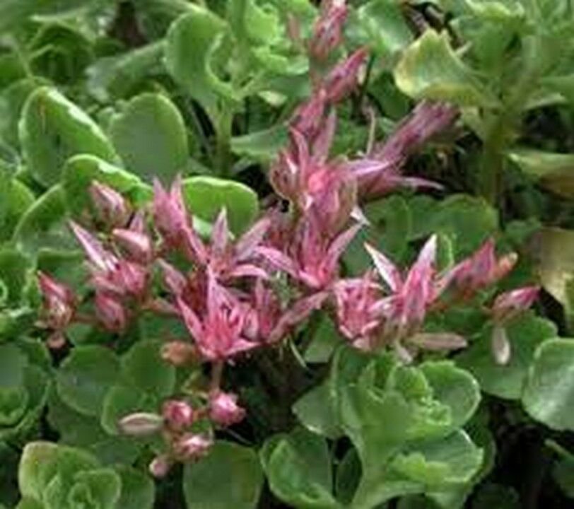 WsiniSedum   Stoloniferum   50 Seeds