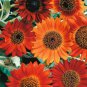 WsiniSunflower Earthwalker 100 Seeds
