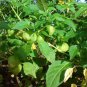 WsiniCape Gooseberry Physalis Peruviana 50 seeds