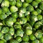 WsiniBrussel Sprouts 100 Seeds